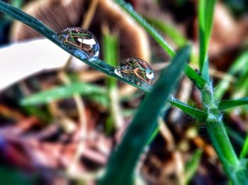 Close-up of grass