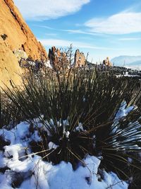 Plants against sky during winter