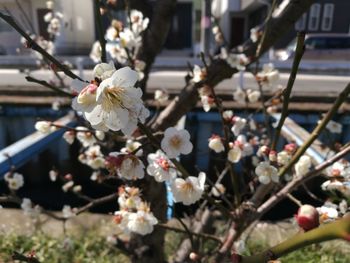 Close-up of plum blossom