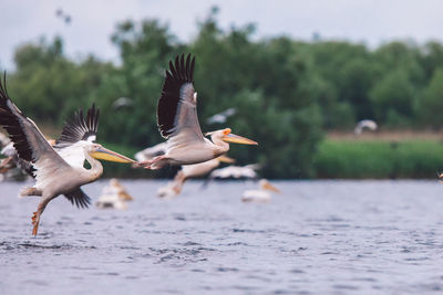 Seagulls flying over lake