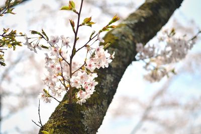 Close-up of apple blossoms in spring