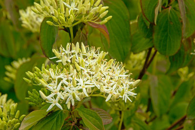 Close-up of white flowering plant