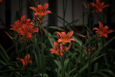 Close-up of red orange lily flowers