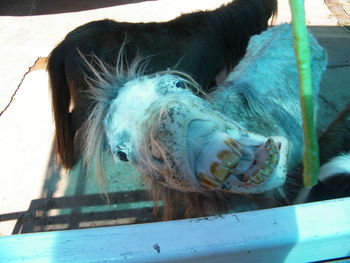 Close-up of horse