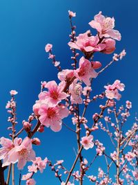 Low angle view of cherry blossoms against sky