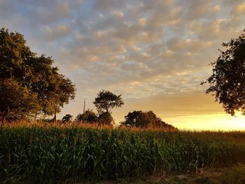 Scenic view of field against sky during sunset