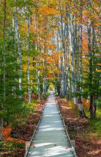 Footpath amidst trees in forest during autumn