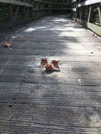 Autumn leaves on boardwalk