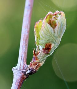 Close-up of insect on flower