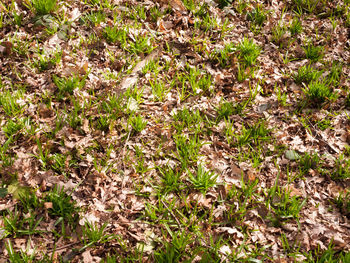 High angle view of flowering plants on land