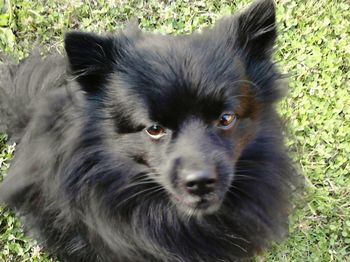 Close-up portrait of a dog