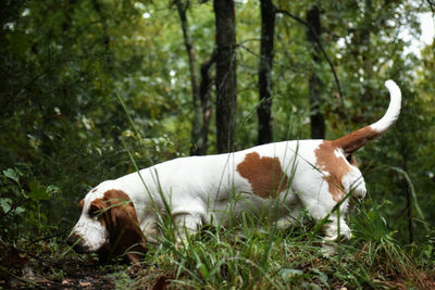 View of dog standing on field