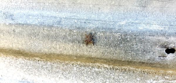 Close-up of insect on wall