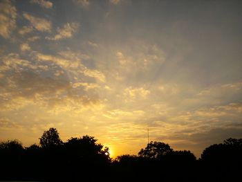 Silhouette of trees at sunset