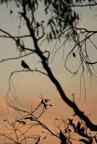 Low angle view of bare trees against sky