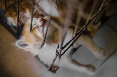 High angle view of cat sleeping in cage