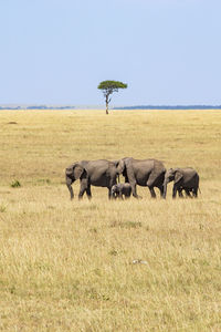 Elephant family group walking on the savanna with a acacia tree