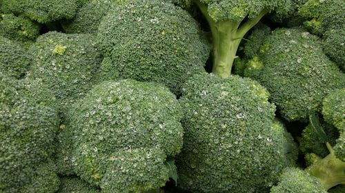 Full frame shot of green plant