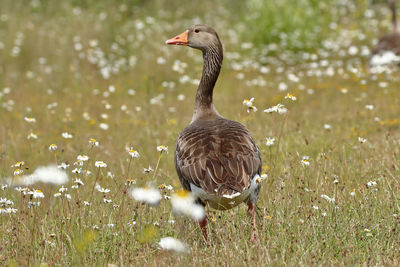 Duck on grassy field