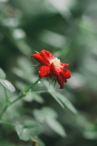 Close-up of red flower growing on plant