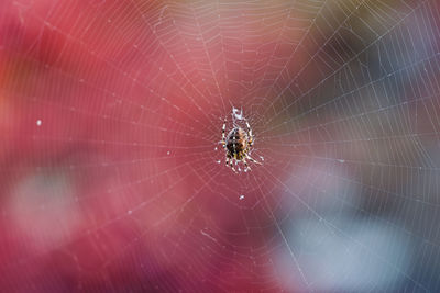 Spider on web