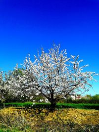 Cherry blossoms on field against clear blue sky