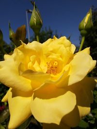 Close-up of yellow flower