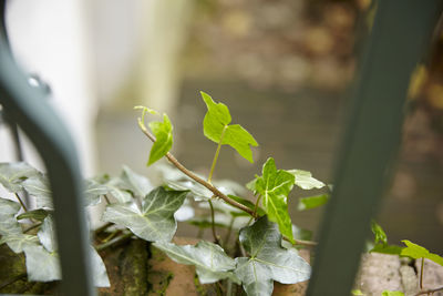 Close-up of fresh green plant