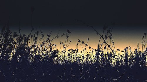 Silhouette plants on field against sky during sunset