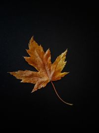 Close-up of dry leaves against black background