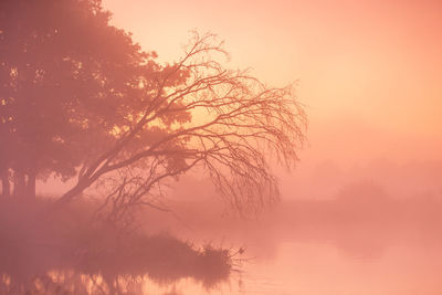 Silhouette tree by lake against sky during sunrise. foggy morning, oak trees