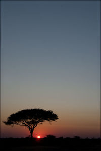 Low angle view of silhouette tree against clear sky at sunset