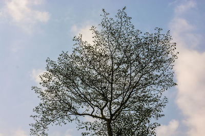 Low angle view of tree against sky
