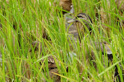 View of bird on grass