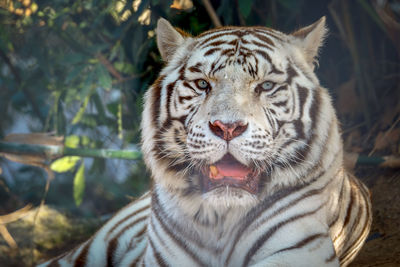 Close-up portrait of tiger