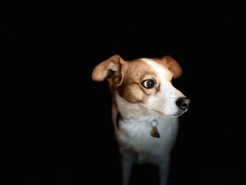 Close-up portrait of dog against black background