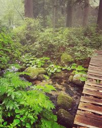 Trees growing in forest
