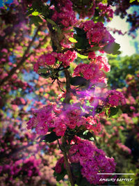 Close-up of pink flowering plant