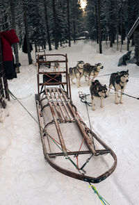 High angle view of sled dogs on snow covered field
