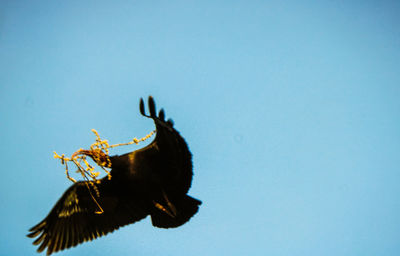 Low angle view of bee flying in the sky