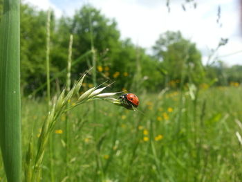 Close-up of insect on grass