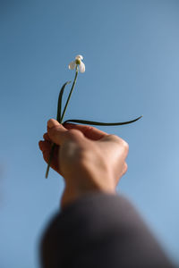 Low angle view of hand holding flower against clear blue sky
