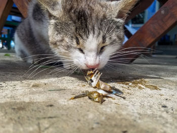 Close-up of cat eating