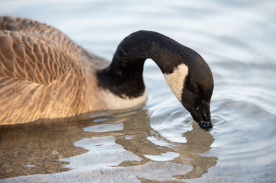 Swan swimming in lake