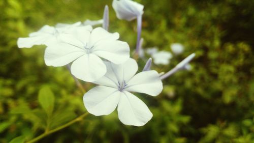 Close-up of white flowers blooming outdoors