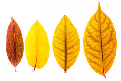 Close-up of yellow leaves against white background