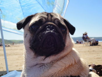 Close-up portrait of dog at beach against clear sky