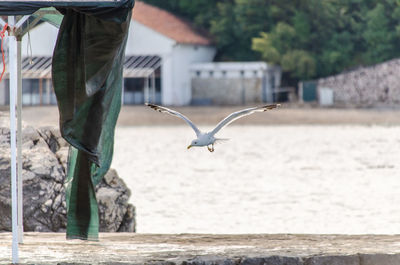 Seagull flying over water