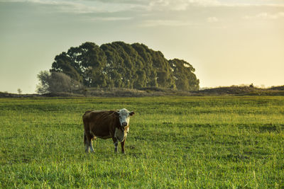 Cows grazing on field