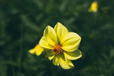 Close-up of yellow flower